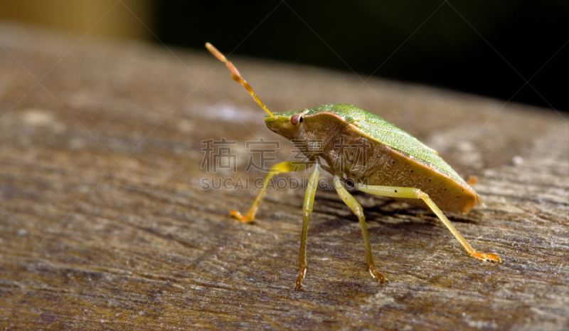 green shield bug,树林,heteroptera,盾蝽,半翅目,褐色,水平画幅,爪子,动物身体部位,野外动物