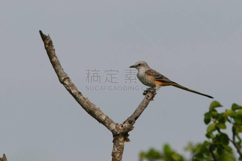 叉尾霸鹟,剪尾京燕,美洲食蜂鹟,京燕,自然,水平画幅,无人,鸟类,北美歌雀,拉丁美洲