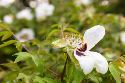 仅一朵花,白色,牡丹,仿旧磨损的效果,枯萎的,芳香的,水平画幅,无人,园艺,草坪