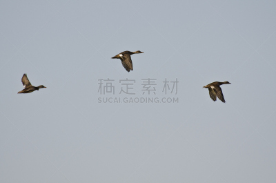 三只动物,欧洲野鸭,美国,蓝色,天空,自然,褐色,野生动物,野鸭,水平画幅
