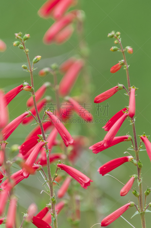 钓钟柳,犹他,戴维斯元参属植物,垂直画幅,红色,植物,无人,多年生植物,夏天,花头