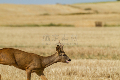 自然,雄鹿,野生动物,水平画幅,地形,户外,鹿,田地,2015年,动物