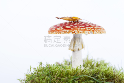 毒蝇菇,水平画幅,无人,生食,风险,夏天,草,橙色伞菌,干小皮伞菌,白色