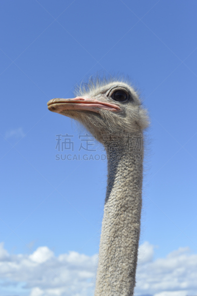 鸵鸟,看,左撇子,奥次颂,好望角,开普半岛,开普敦,垂直画幅,天空,留白