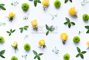 白色背景,菊花,黄色,鲜花盛开,叶子,静物,在上面,绿色,花纹,成组图片