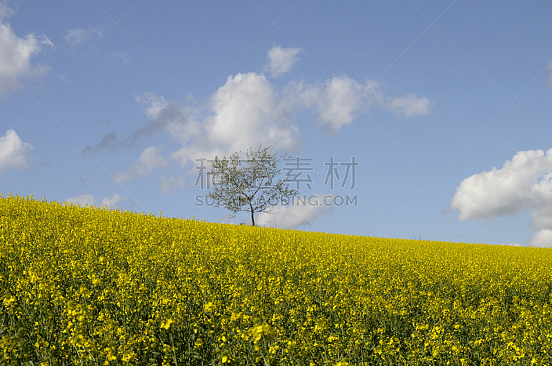 黄色,田地,菜籽,自然,天空,草地,水平画幅,无人,蓝色,夏天