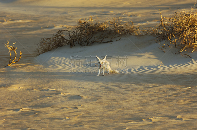 狐狸,沙漠,阿拉巴马州,水平画幅,沙子,无人,empty quarter,沙特阿拉伯,植物,沙丘