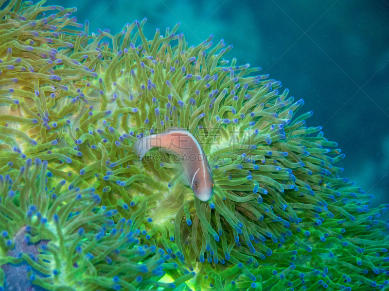 粉红色海葵,软珊瑚,水,珊瑚色,水平画幅,水肺潜水,海葵,无人,水下,泰国