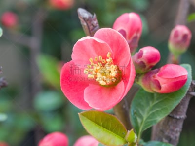 春天,红色,花朵,枝,组图,换尿布,玫瑰,皱皮木瓜,清新,环境
