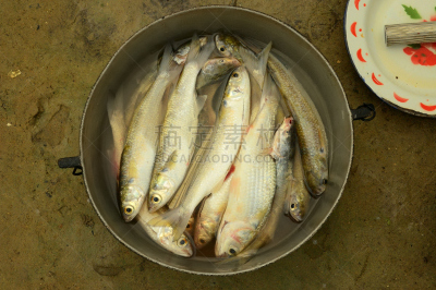 虫子,圣达马达,鳃,留白,水平画幅,无人,捕捞鱼,海产,动物身体部位,煎锅