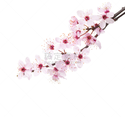 白色背景,枝,樱之花,分离着色,清新,一个物体,背景分离,边框,春天,3到4个月