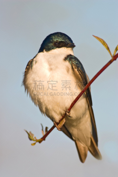 树燕,枝,小的,自然,垂直画幅,野生动物,绿色,蓝色,鸟类,野外动物