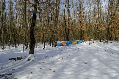 雪,落叶树,蜂箱,冬天,田地,森林,风景,农业,健康保健,药