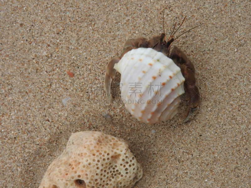 斯特兰德,自然,水,水平画幅,沙子,寄生蟹,无人,安达曼海,夏天,海岸地形