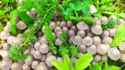 蘑菇,基粒间片层,菌腮,植物叶柄,雨季,孢子,自然,饮食,水平画幅,无人
