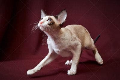 野生猫科动物,指挥台,水平画幅,可爱的,曝光过度,家畜,无人,羽毛围巾,俄罗斯