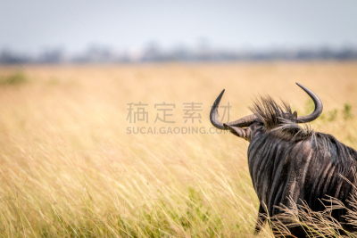 蓝牛羚,草,非洲大羚,风景线拱,游牧民族,生态旅游,水平画幅,岩石,生物,无人