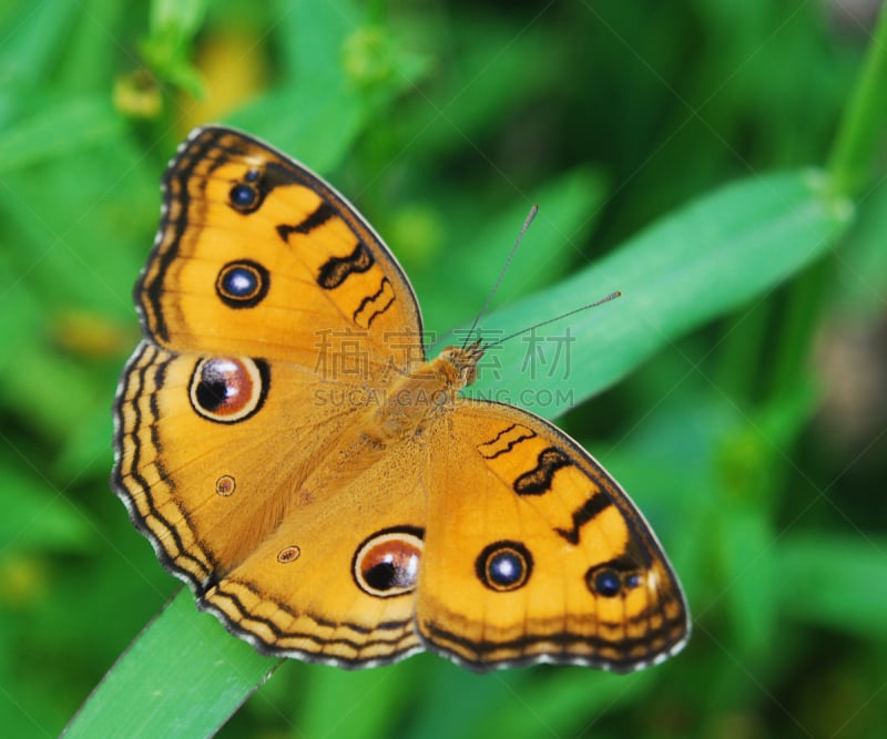 蝴蝶,pipevine swallowtail butterfly,凤尾蝶,荧光色,自然,水平画幅,生物,无人,夏天,户外