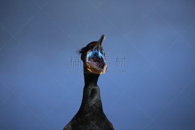双冠鸬鹚,自然,野生动物,水平画幅,蓝色,鸟类,户外,湖,特写,海洋