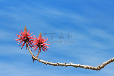 天空,蓝色,珊瑚树,自然,水平画幅,无人,夏天,花,炫耀,装饰