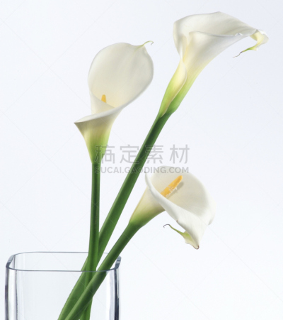 马蹄莲,花瓶,三个物体,垂直画幅,绿色,无人,玻璃,绿女神,明亮,白色