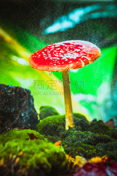 苔藓,斑点,红色,蘑菇,自然美,白色,垂直画幅,褐色,无人,夏天