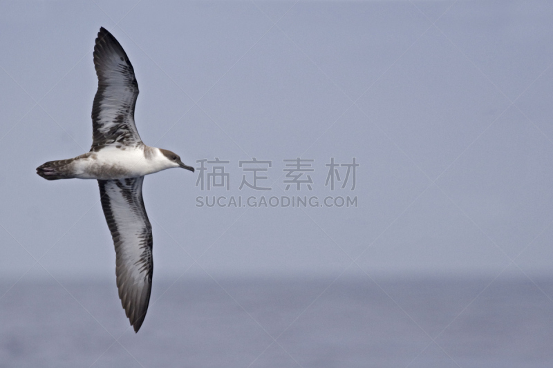 水剃鸟,张开翅膀,mithridates vi,水,气候,水平画幅,动物身体部位,户外,非凡的,冬天