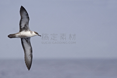 水剃鸟,张开翅膀,mithridates vi,水,气候,水平画幅,动物身体部位,户外,非凡的,冬天