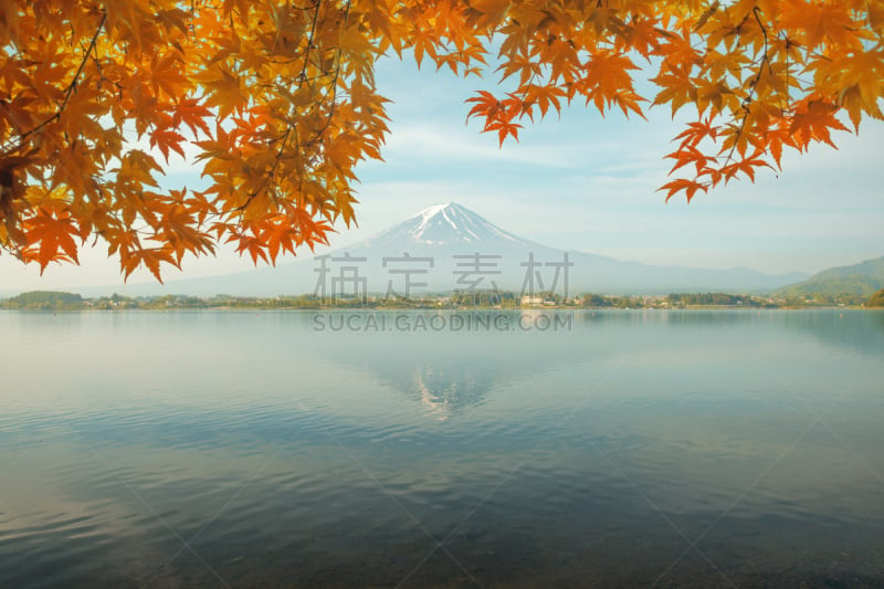 早晨,山,叶子,季节,秋天,日本,枫树,红色,河口湖,富士山