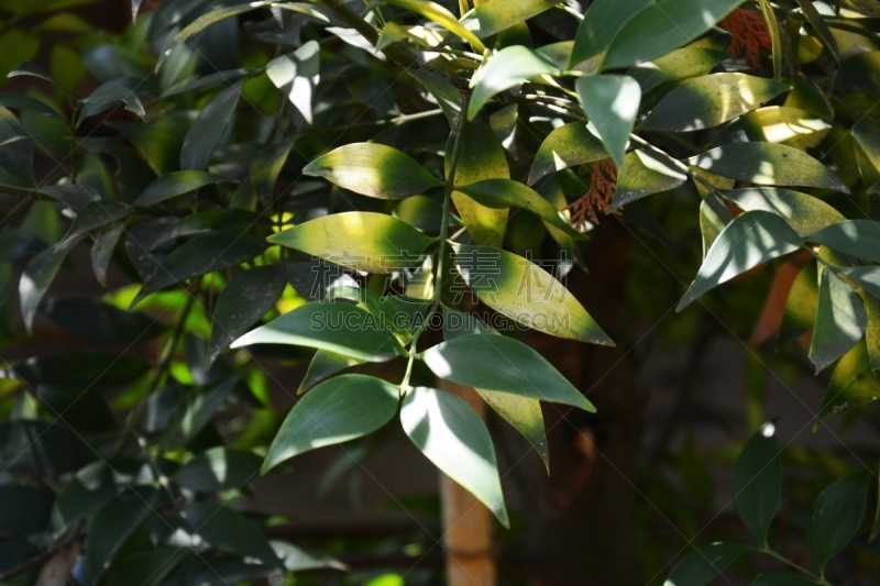 罗汉松,美,灵性,水平画幅,无人,夏天,户外,针叶树,特写,明亮