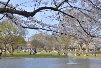 野餐,樱之花,刺针樱桃树木,代代木公园,美洲稠李,原宿区,四国,亚洲樱桃树,涉谷区,花见节