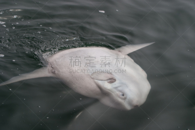摩拉布料,平视角,淡水翻车鱼,翻车鱼,蒙特里湾,生态多样性,自然,野生动物,水平画幅,生物