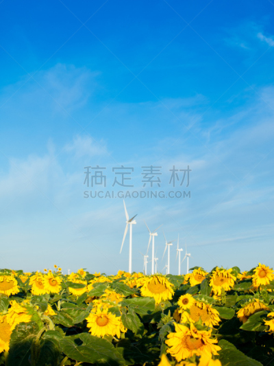 风轮机,向日葵,利蒙,垂直画幅,风力,早晨,涡轮,夏天,户外,机器