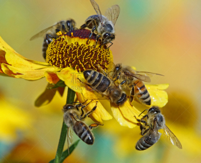 Six bee´s