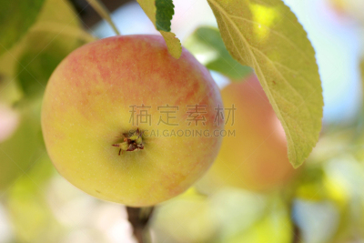 苹果树,苹女郎,蛇果,苹果园,素食,乡村风格,营养品,甜点心,悬挂的