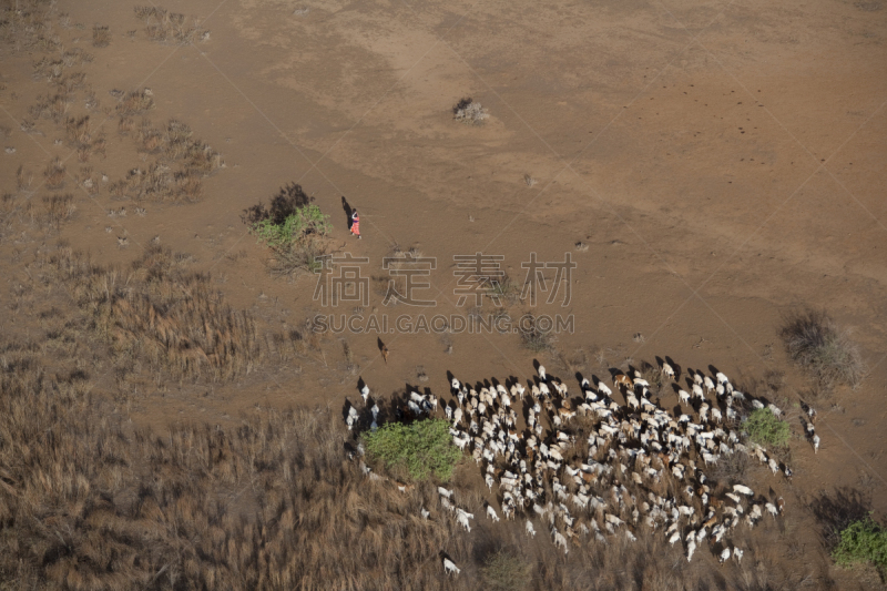 肯尼亚,泡碱湖,鸵鸟,肉牛,野生动物,水平画幅,无人,野外动物,湖,航拍视角