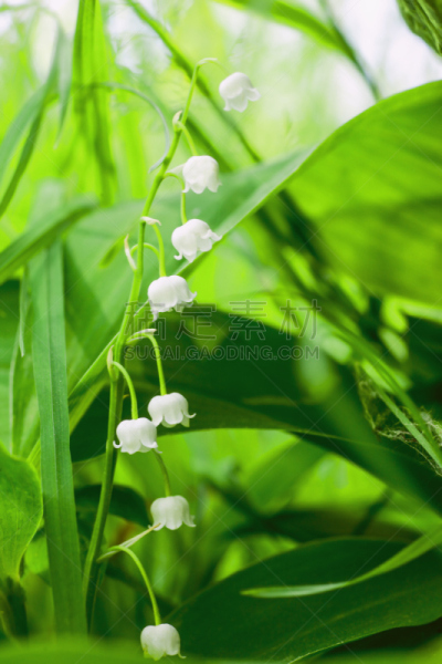铃兰,五月花号船,自然,垂直画幅,芳香的,无人,五月,轻的,户外,特写