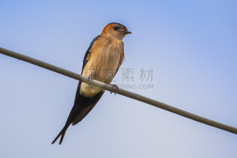 金腰燕,天空,水平画幅,无人,鸟类,野外动物,夏天,户外,北美歌雀,鸟巢