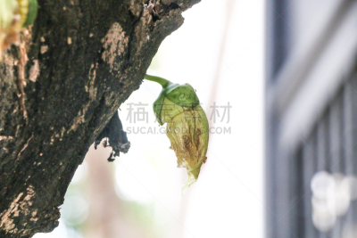 园林,野生植物,葫芦,亚洲,炮弹果属,农业,自然,草本,泰国,图像