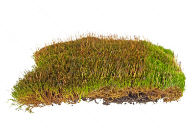 苔藓,绿色,白色背景,自然,式样,水平画幅,无人,有机食品,乌克兰,草