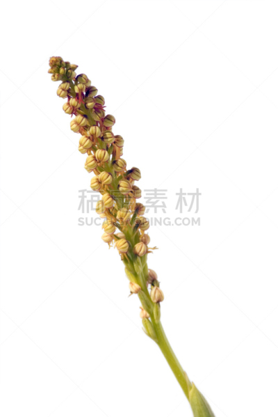 兰花,男人,垂直画幅,无人,白色背景,阿拉比达自然公园,背景分离,野生植物,仅一朵花,野花