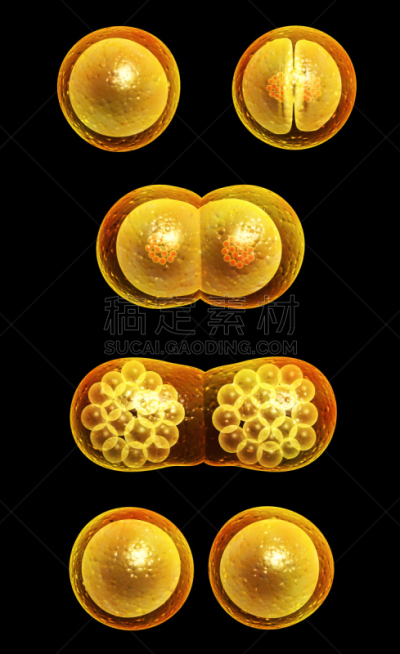 细胞,动作,减数分裂,有丝分裂,膜,生殖器官,生理学,人体细胞,垂直画幅,新的