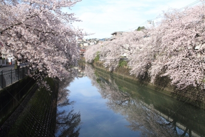 横滨,河流,日本,樱桃树,奥卡河,吉野樱花,亚洲樱桃树,阿法尔洼地,神奈川县,生物学过程