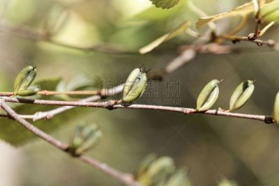 桂离宫,水果,连香树,自然界的状态,环境,生物,植物,户外,园艺,自然
