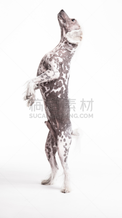 狗,在之后,动物腿,鸟冠,舞蹈,中国冠毛犬,秃头,动物的冠,动物无毛的表皮,垂直画幅
