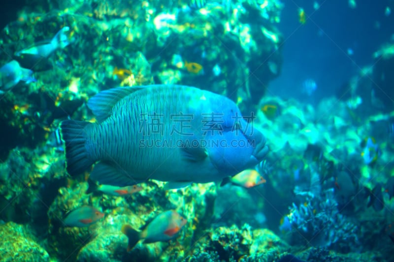 冲绳美丽海水族馆,隆头濑鱼,琉球群岛,自然,风,野生动物,水平画幅,蓝色,日本,深的