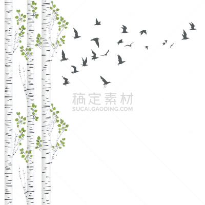 白桦,鸟类,背景,一群鸟,树干,野生动物,罗马尼亚,春天,夏天,户外