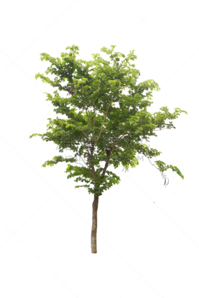 分离着色,小路,垂直画幅,无人,巨大的,热带雨林,雨豆树,夏天,泰国,雨林
