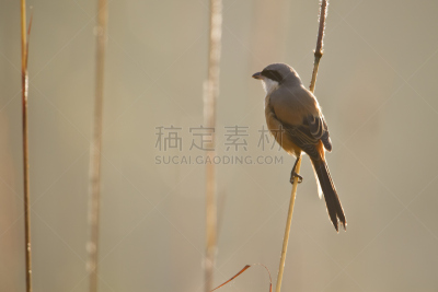 鸟类,尼泊尔,长的,伯劳,特莱,奇旺,自然,野生动物,水平画幅,无人
