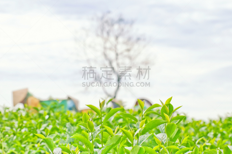 女人,越南,苏格兰湖,茶叶,帽子,圆锥,高山族,大叻,名声,配方